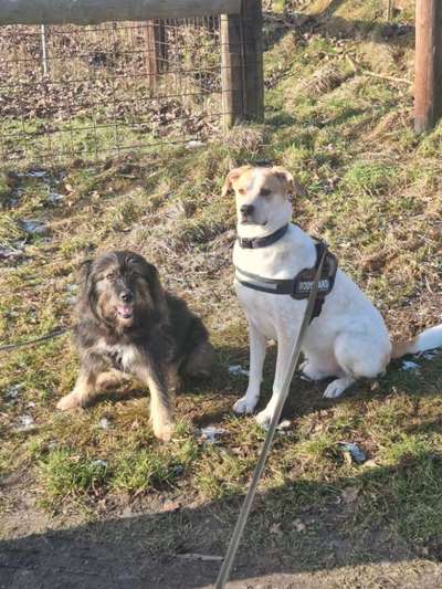 Hunderunde-Beitrag-Bild