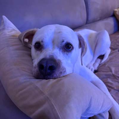 Hundetreffen-Gassi- und Spielrunde 🐶-Bild