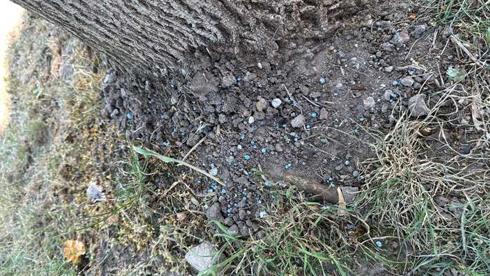 Giftköder-(Vermutlich) Blaukorn an Bäumen-Bild