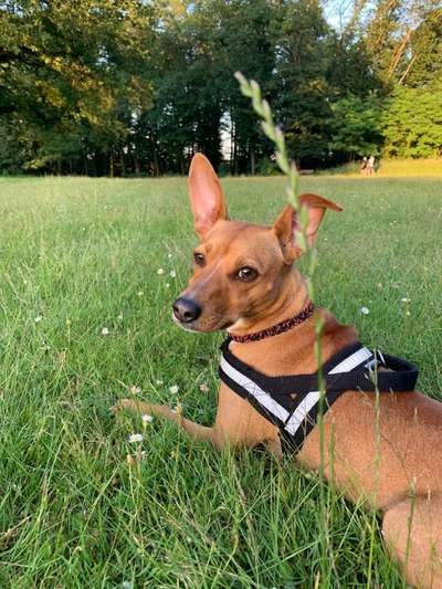 Hunde vom Tierschutzverein 🐕♥️-Beitrag-Bild