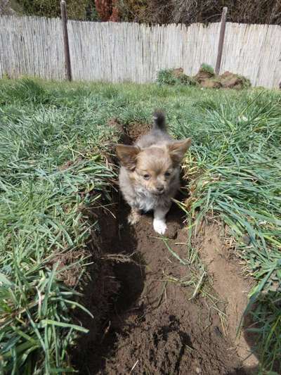 FOTOCHALLENGE 72 - Glücklicher Hund im Schmuddel-Look-Beitrag-Bild