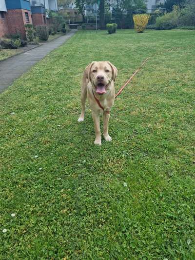 Hundetreffen-Spiel treffen-Bild