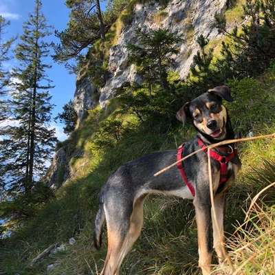 Hundetreffen-Größere Gassirunden - wir freuen uns über Gesellschaft-Profilbild