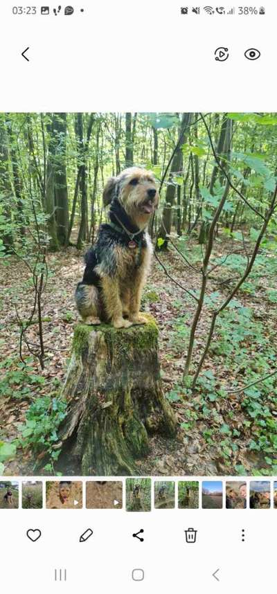 Foto -Challenge  Thema : Dein Hund Im Wald-Beitrag-Bild