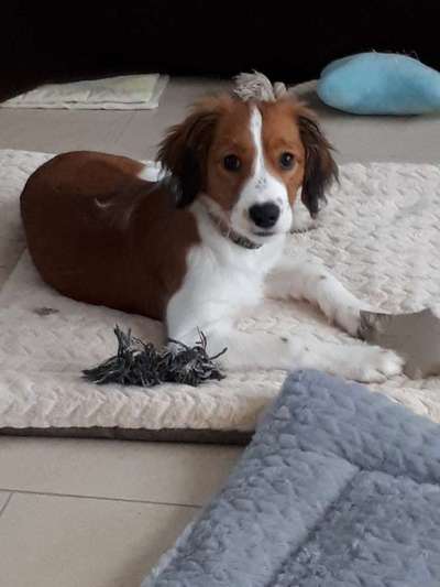 Kooikerhondje-Beitrag-Bild