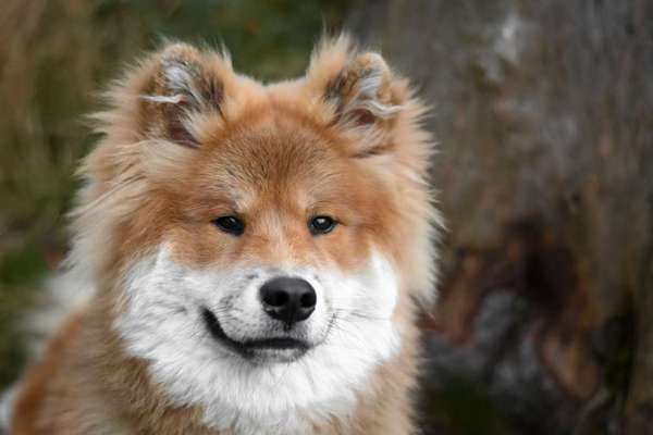 Hundetreffen-gut sozialisierte Hundekumpels gesucht-Bild