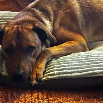 Hundetreffen-Suche jemanden für gemeinsame Spaziergänge .-Bild