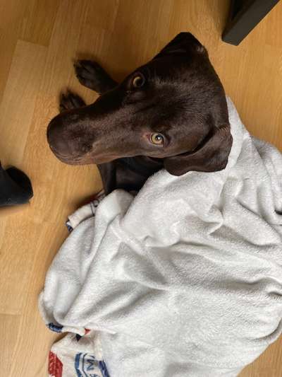 Alles rund um Hundemäntel/Bekleidung-Beitrag-Bild