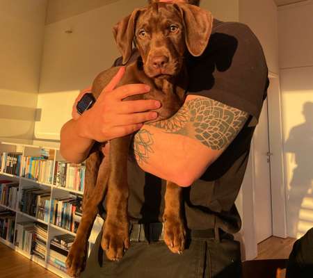 Welpen Bilder !-Beitrag-Bild