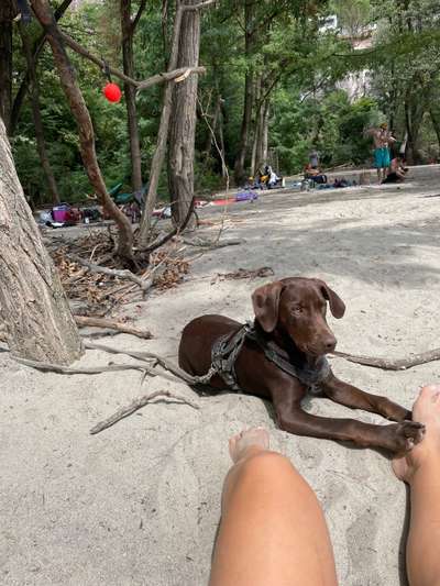 Labradorfans-Beitrag-Bild