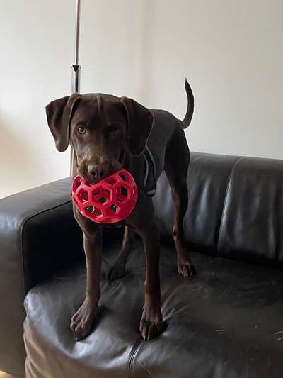 Gespräche zwischen Hund und Halter-Beitrag-Bild