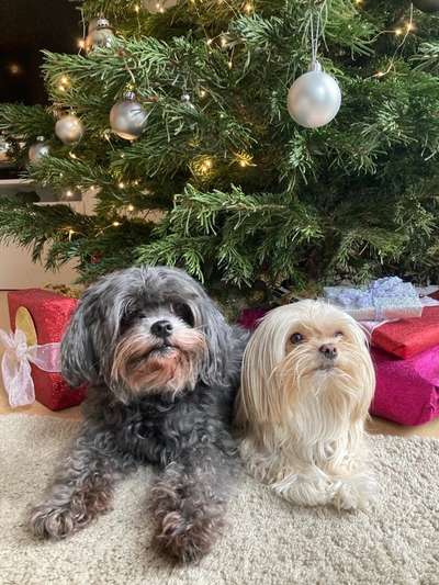 Hundetreffen-Treff für Mini Hunde-Bild