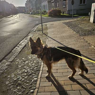 Hundetreffen-🐾 Hundefreund/in für Asta gesucht! 🐾-Profilbild