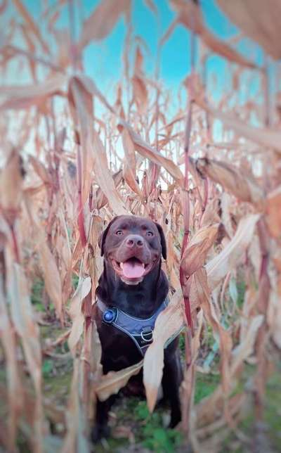 Labradorfans-Beitrag-Bild