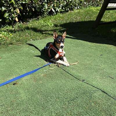 Hundetreffen-Welpentreffen/ Junghundtreffen-Bild