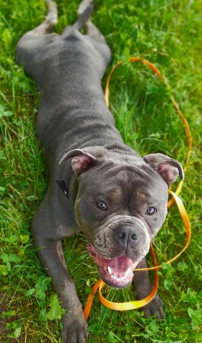 Olde English Bulldogge-Beitrag-Bild
