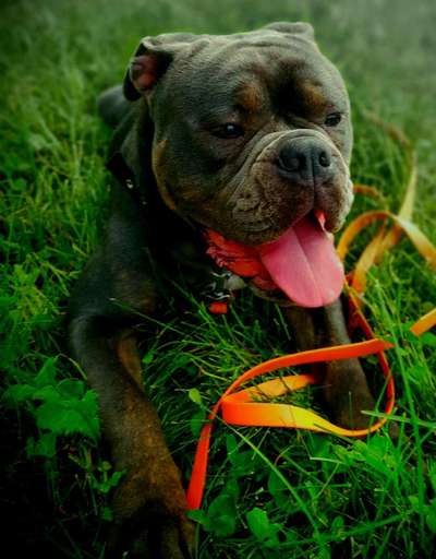 Olde English Bulldogge-Beitrag-Bild