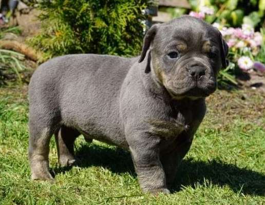 Welpen Bilder !-Beitrag-Bild