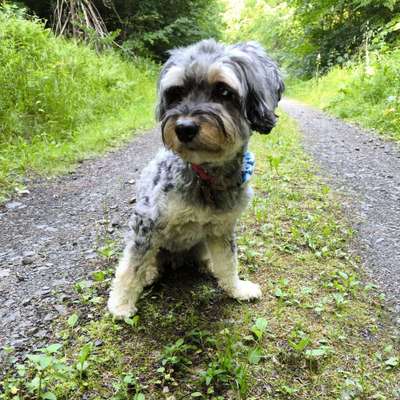 Hundeauslaufgebiet-Waldrundgang-Bild