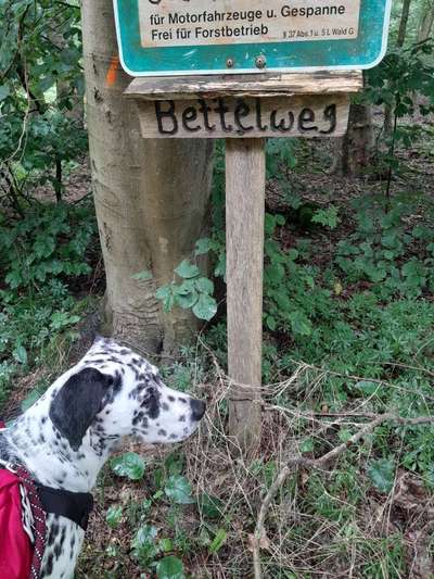 Reisen mit Hund – Eure Erfahrungen und Tipps! 🐾☀️-Beitrag-Bild