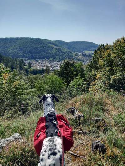 Reisen mit Hund – Eure Erfahrungen und Tipps! 🐾☀️-Beitrag-Bild