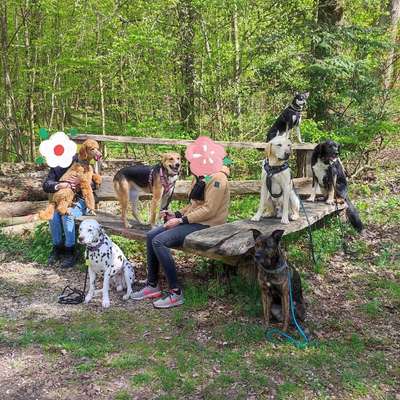 Hundetreffen-Selbsthilfegruppe Ostalbkreis-Bild