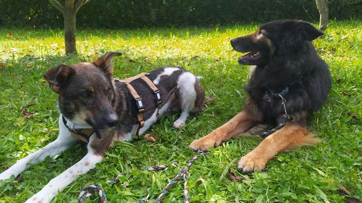 Mischlingshunde Foto Aufruf-Beitrag-Bild