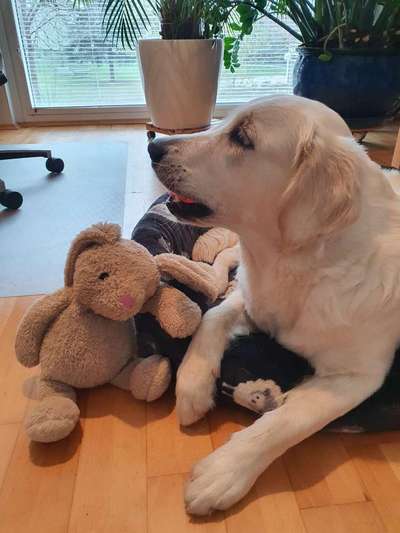 Wo sind die Golden Retriever Liebhaber?-Beitrag-Bild