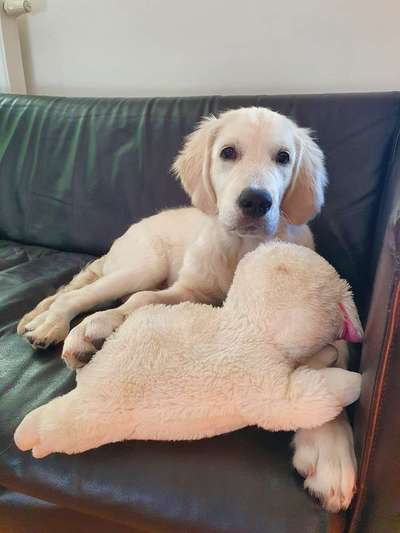 Welpen Bilder !-Beitrag-Bild