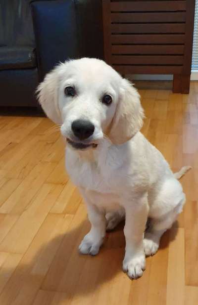 Welpen Bilder !-Beitrag-Bild