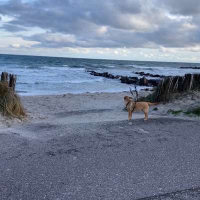 Hundetreffen-Gemeinsame Spaziergänge -am Strand/imWald/über Feld-Bild