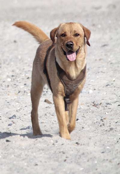 Labradorfans-Beitrag-Bild