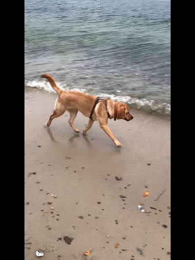 Labradorfans-Beitrag-Bild