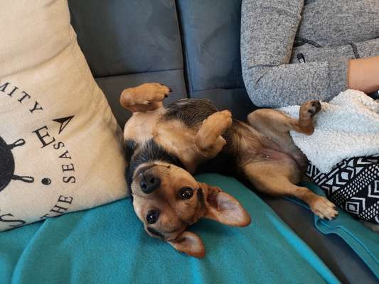 Jack Russel-Beitrag-Bild