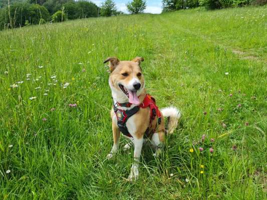 Die Dogorama Monats Challenge "Es grünt und blüht"-Beitrag-Bild