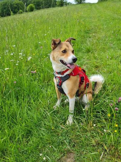 Tierschutzhund ist meine Lieblingsrasse-Beitrag-Bild
