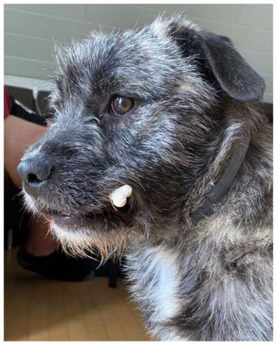 Mischlingshunde Foto Aufruf-Beitrag-Bild