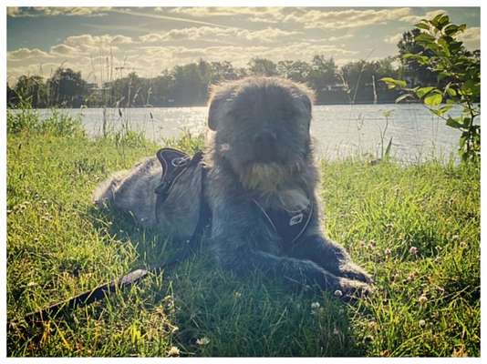 Mischlingshunde Foto Aufruf-Beitrag-Bild