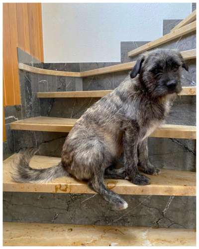 Auslandstierschutz-Beitrag-Bild