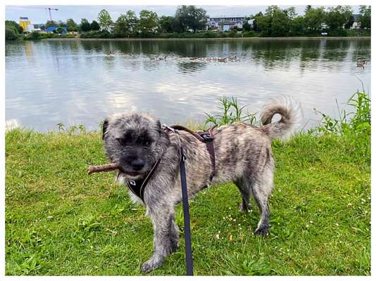 Auslandstierschutz-Beitrag-Bild