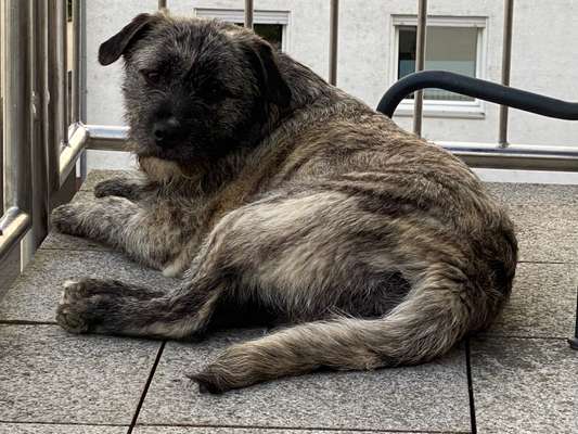 Auslandstierschutz-Beitrag-Bild