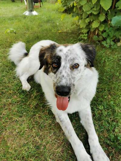 Hunde aus dem Tierschutz: Bulgarien-Beitrag-Bild