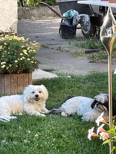 Dogorama Foto Challenge - Bestes gestelltes Bild-Beitrag-Bild