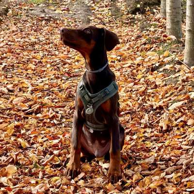 Hundetreffen-Dobermann Welpe sucht Sozialkontakte Gassi/Spiel-Bild