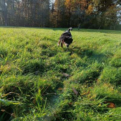 Hundetreffen-Welpen-/Hundereffen-Bild