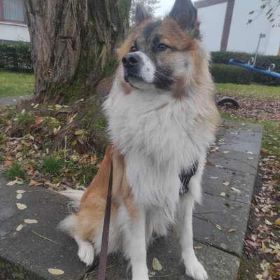 Hundetreffen-Gassi- und Spielkontakte-Bild