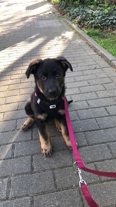 Welpen Bilder !-Beitrag-Bild