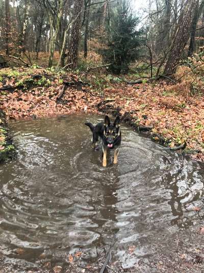 Schäferhund-Fans?-Beitrag-Bild