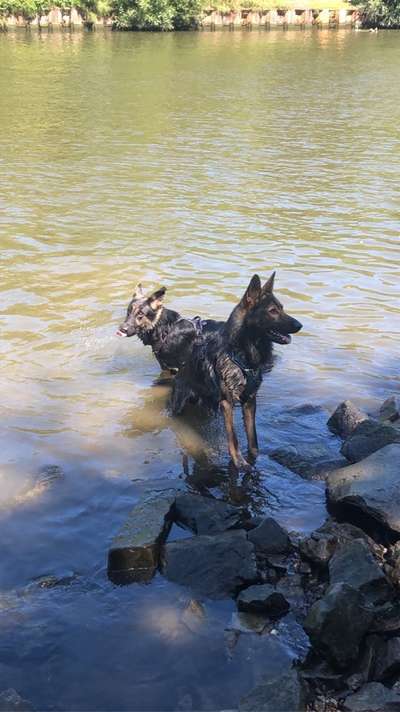 Bester Freund, Hundekumpel - zeigt her!-Beitrag-Bild