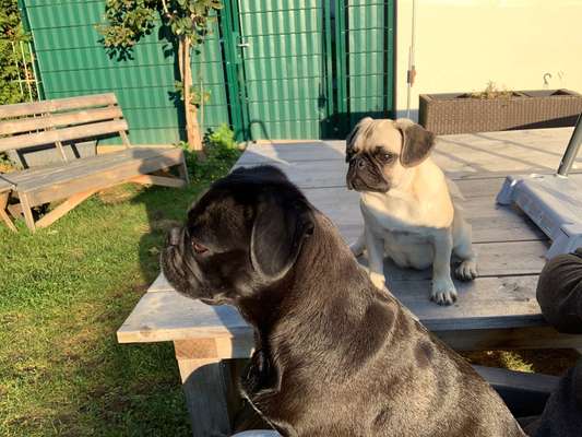 Bilder von Qualzuchten-Beitrag-Bild